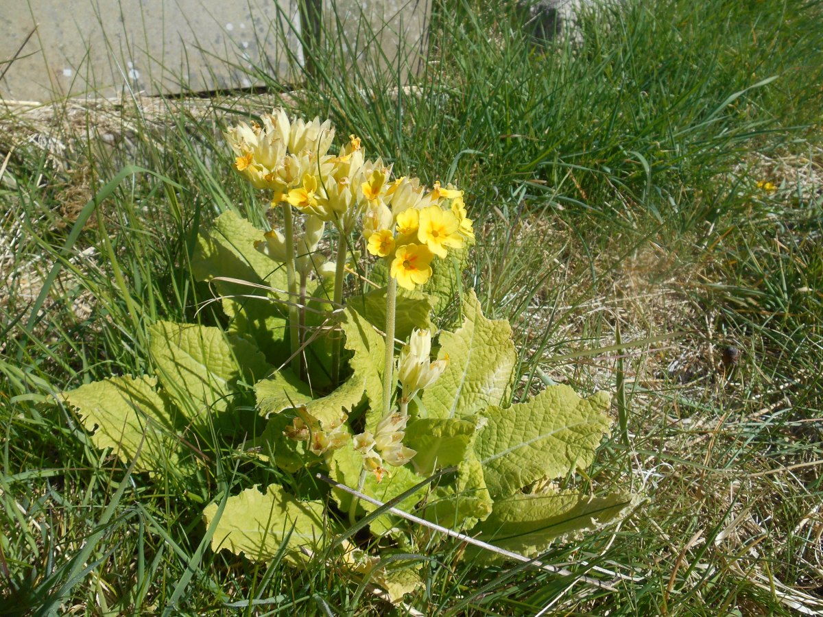 Unexpected Cowslips